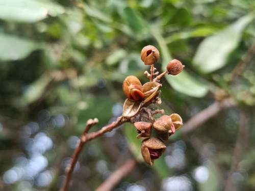 Trichilia havanensis, photograph 5