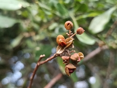 Trichilia havanensis, photograph (c) nasua, some rights reserved (CC BY)