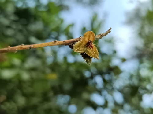 Trichilia havanensis, photograph 6