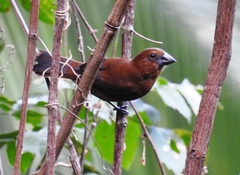 Cyanoloxia cyanoides