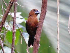 Cyanoloxia cyanoides