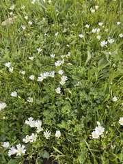 Limnanthes