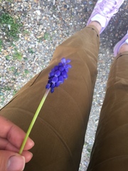 Muscari