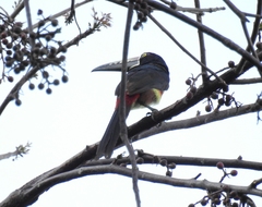 Pteroglossus torquatus