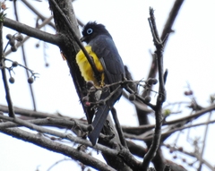 Trogon melanocephalus