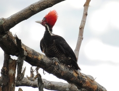 Campephilus guatemalensis