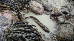 Acanthoclinus marilynae