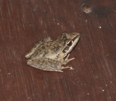 Broad-Palmed Rocket Frog photo 3