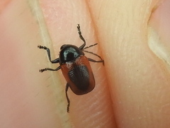 Cryptocephalus notatus