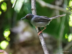 Apalis sharpii