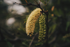 Prosopis tamaulipana