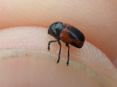 Cryptocephalus notatus