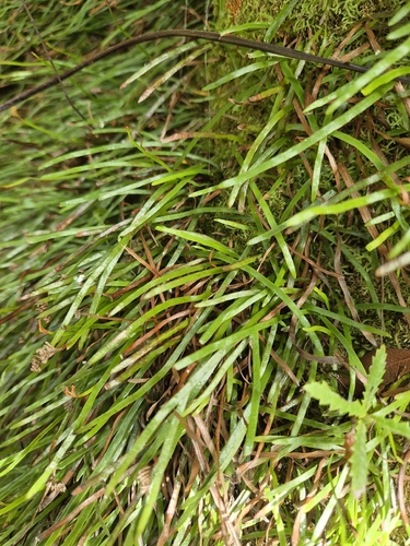 Microschizaea rupestris, 2026-04-24