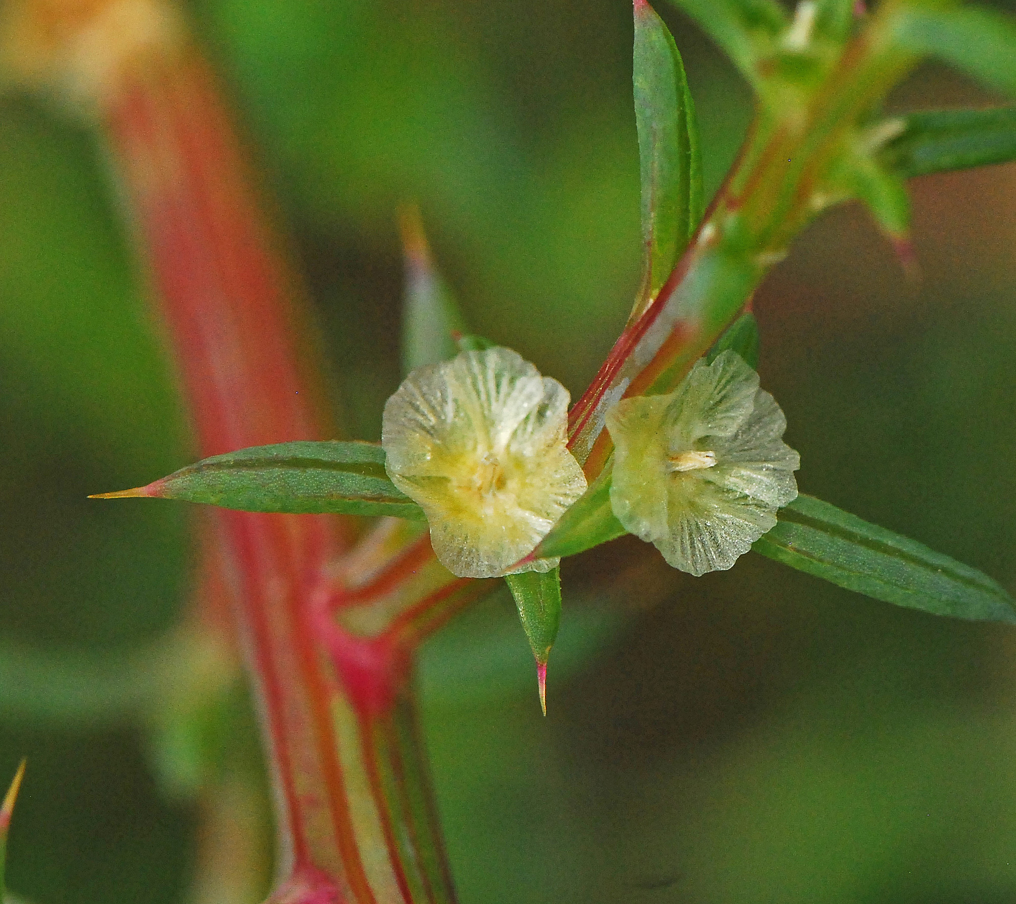 Salsola