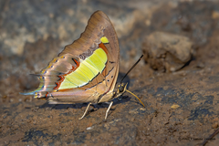 Polyura bharata