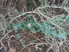 Coccinia sessilifolia sessilifolia