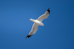 Larus delawarensis