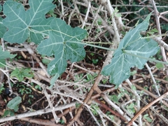 Coccinia sessilifolia sessilifolia