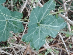 Coccinia sessilifolia sessilifolia