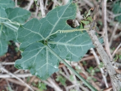 Coccinia sessilifolia sessilifolia