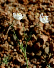 Hypecoum lactiflorum