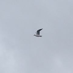 Chroicocephalus ridibundus