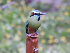 Eumomota superciliosa