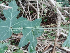 Coccinia sessilifolia sessilifolia