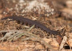 Ooperipatellus
