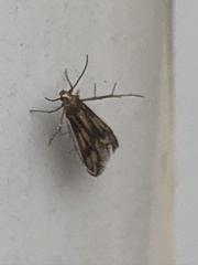 Schreckensteinioidea