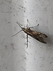 Schreckensteinioidea