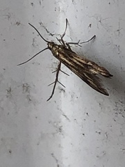 Schreckensteinioidea