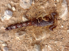 Parabuthus granulatus