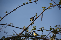 Parus major