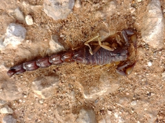 Parabuthus granulatus