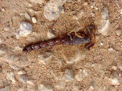 Parabuthus granulatus