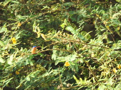 Corythornis cristatus