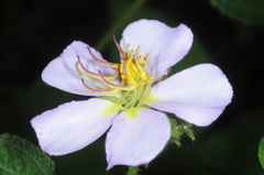 Chaetogastra brachyphylla