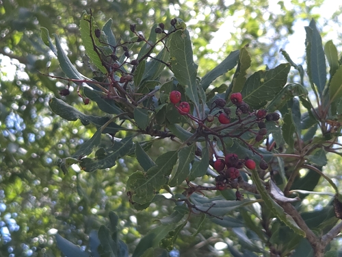 iNaturalist observation photo of Toyon