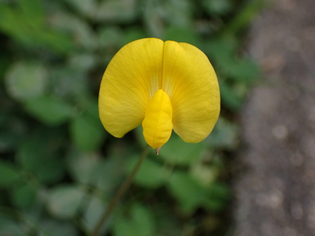 Arachis repens; photograph (c) Cricket Raspet, some rights reserved (CC BY)