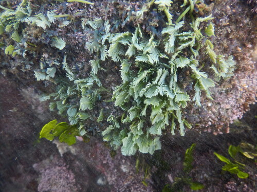 Green Feather Alga (Caulerpa sertularioides)