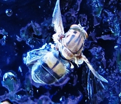 Brachyopa vacua