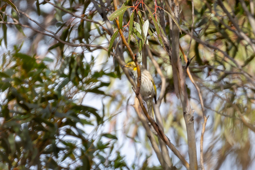 Yellow-plumed Honeyeater