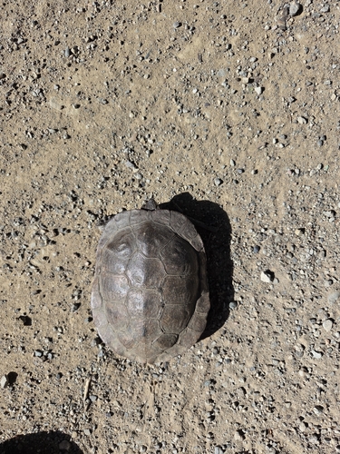iNaturalist observation photo of Northwestern Pond Turtle