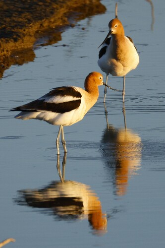 American Avocet