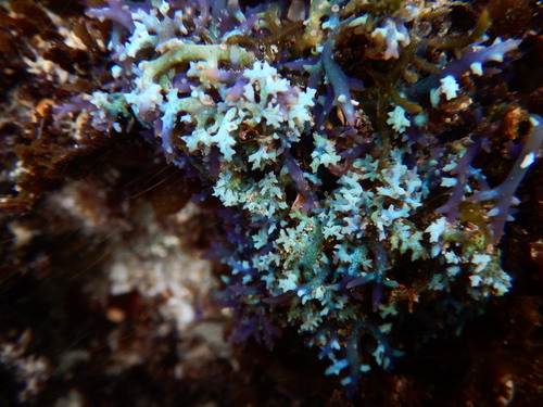 Hypnea pannosa (Hypnea pannosa)