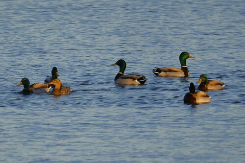 Mallard