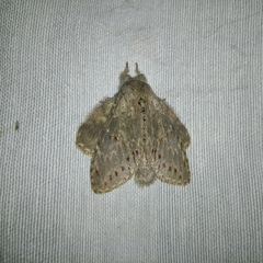 Lepidoptera