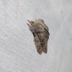 Lepidoptera