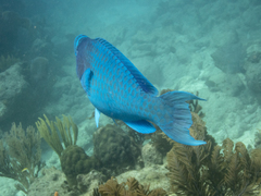 Scarus coeruleus